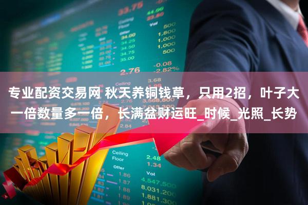 专业配资交易网 秋天养铜钱草，只用2招，叶子大一倍数量多一倍，长满盆财运旺_时候_光照_长势